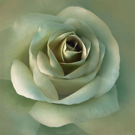 olive green rose